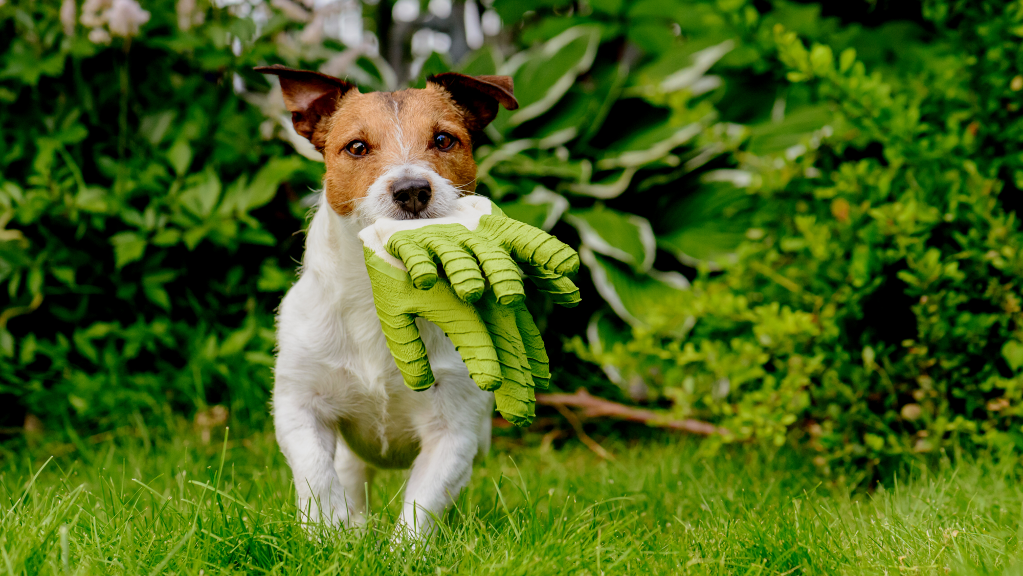 dog running with garden gloves